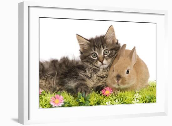 Norwegian Forest Kitten and Dwarf Rabbit-null-Framed Photographic Print