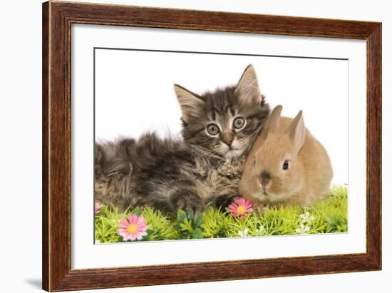 Norwegian Forest Kitten and Dwarf Rabbit-null-Framed Photographic Print