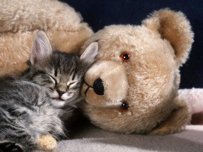 kitten teddy