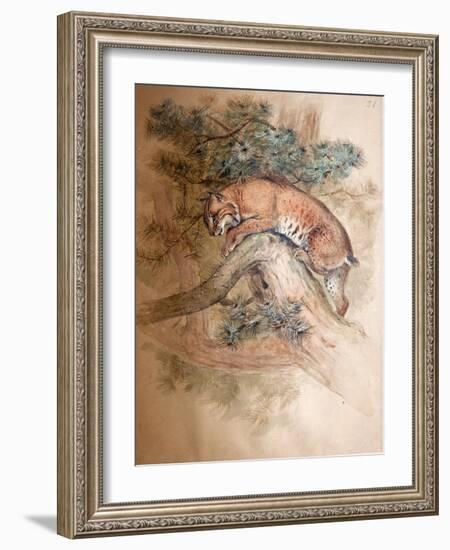 Norwegian Lynx, 1851-69-Joseph Wolf-Framed Giclee Print