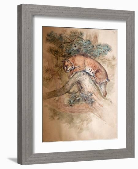 Norwegian Lynx, 1851-69-Joseph Wolf-Framed Giclee Print