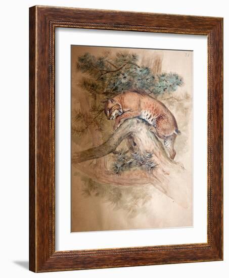 Norwegian Lynx, 1851-69-Joseph Wolf-Framed Giclee Print