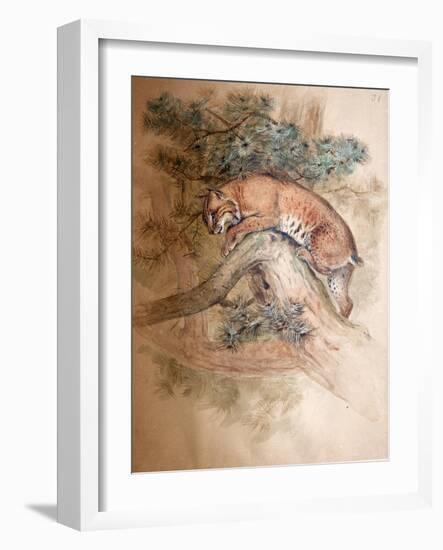 Norwegian Lynx, 1851-69-Joseph Wolf-Framed Giclee Print