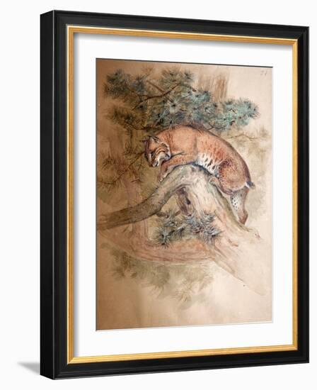 Norwegian Lynx, 1851-69-Joseph Wolf-Framed Giclee Print