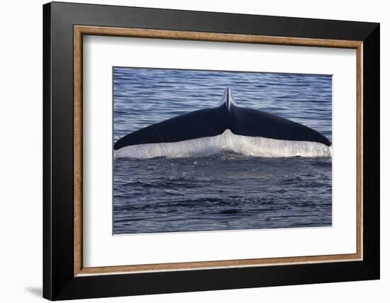 Norwegian Sea. Fluke of a Blue Whale-Janet Muir-Framed Photographic Print