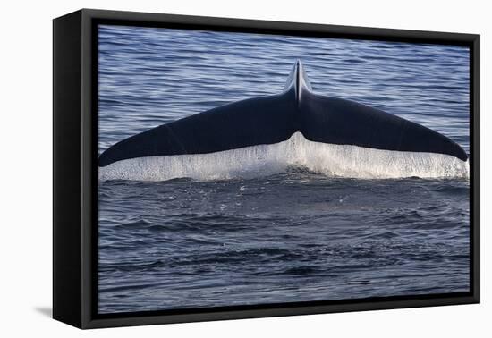 Norwegian Sea. Fluke of a Blue Whale-Janet Muir-Framed Premier Image Canvas