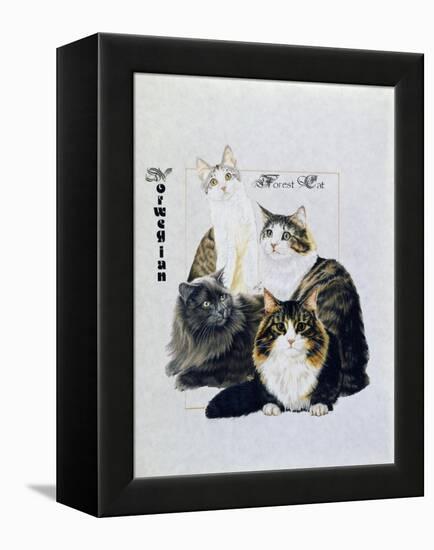 Norwegin Forest Cat-Barbara Keith-Framed Premier Image Canvas