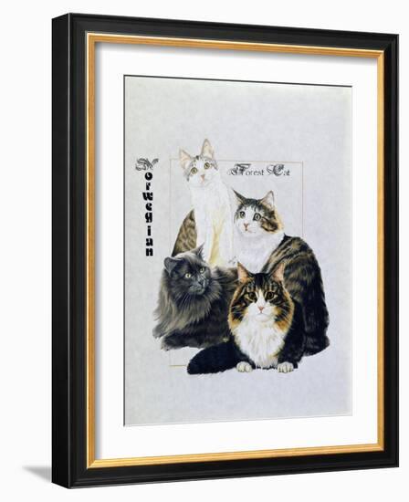 Norwegin Forest Cat-Barbara Keith-Framed Giclee Print