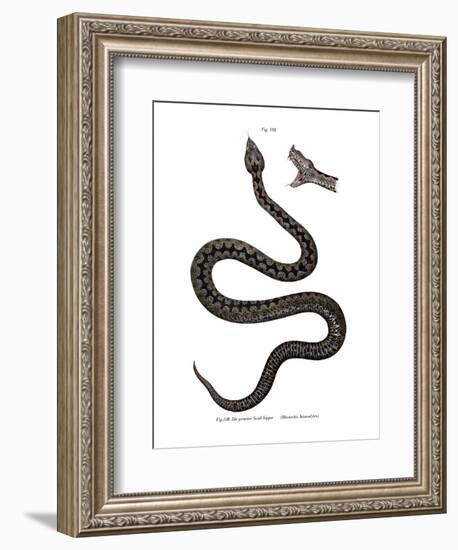 Nose-Horned Viper-null-Framed Giclee Print