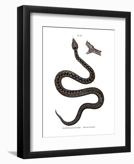 Nose-Horned Viper-null-Framed Giclee Print