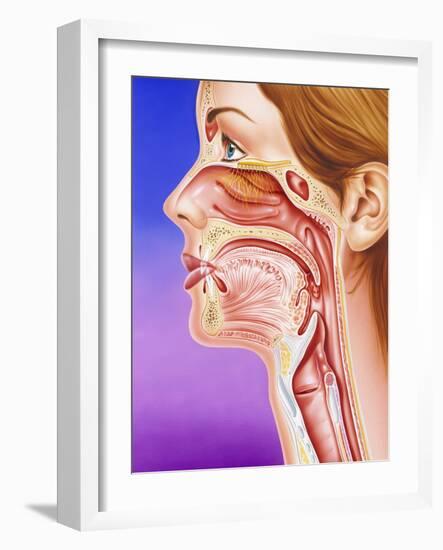 Nose, Mouth And Throat-John Bavosi-Framed Photographic Print