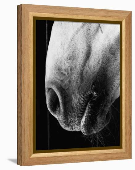 Nose of Lippizaner Stallion-Karen Tweedy-Holmes-Framed Premier Image Canvas