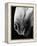 Nose of Lippizaner Stallion-Karen Tweedy-Holmes-Framed Premier Image Canvas