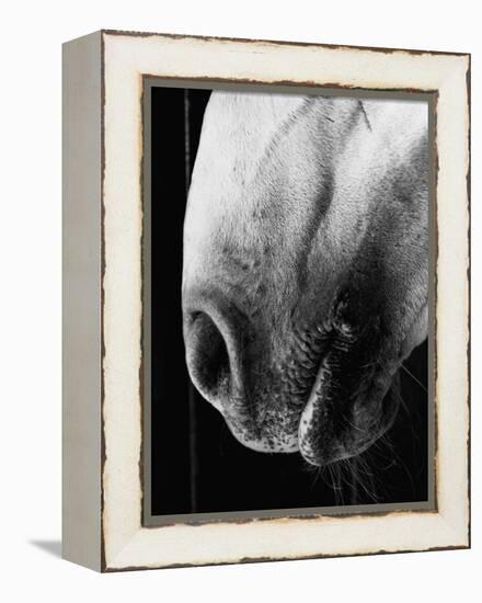Nose of Lippizaner Stallion-Karen Tweedy-Holmes-Framed Premier Image Canvas