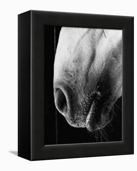 Nose of Lippizaner Stallion-Karen Tweedy-Holmes-Framed Premier Image Canvas