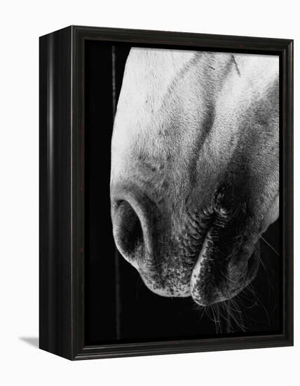 Nose of Lippizaner Stallion-Karen Tweedy-Holmes-Framed Premier Image Canvas