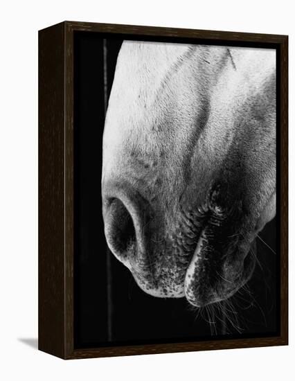 Nose of Lippizaner Stallion-Karen Tweedy-Holmes-Framed Premier Image Canvas