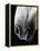 Nose of Lippizaner Stallion-Karen Tweedy-Holmes-Framed Premier Image Canvas