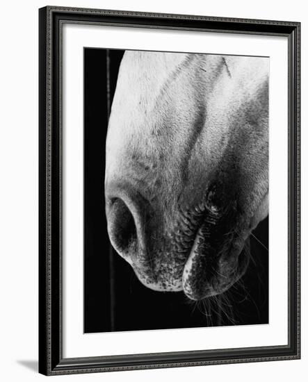 Nose of Lippizaner Stallion-Karen Tweedy-Holmes-Framed Photographic Print