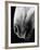 Nose of Lippizaner Stallion-Karen Tweedy-Holmes-Framed Photographic Print