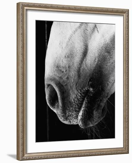 Nose of Lippizaner Stallion-Karen Tweedy-Holmes-Framed Photographic Print