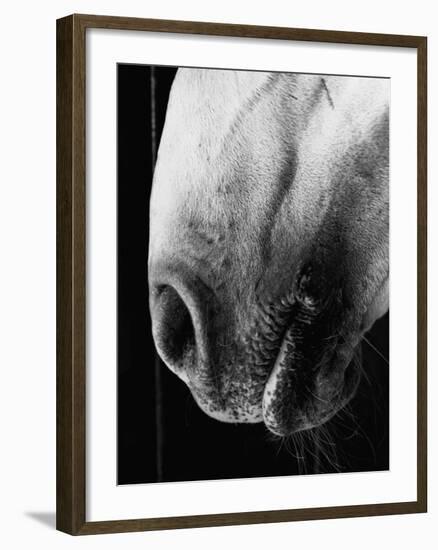 Nose of Lippizaner Stallion-Karen Tweedy-Holmes-Framed Photographic Print