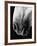 Nose of Lippizaner Stallion-Karen Tweedy-Holmes-Framed Photographic Print