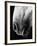 Nose of Lippizaner Stallion-Karen Tweedy-Holmes-Framed Photographic Print