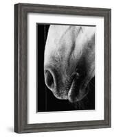 Nose of Lippizaner Stallion-Karen Tweedy-Holmes-Framed Photographic Print