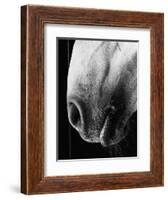Nose of Lippizaner Stallion-Karen Tweedy-Holmes-Framed Photographic Print
