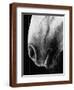 Nose of Lippizaner Stallion-Karen Tweedy-Holmes-Framed Photographic Print