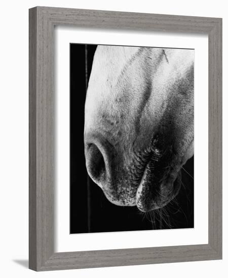 Nose of Lippizaner Stallion-Karen Tweedy-Holmes-Framed Photographic Print