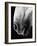 Nose of Lippizaner Stallion-Karen Tweedy-Holmes-Framed Photographic Print