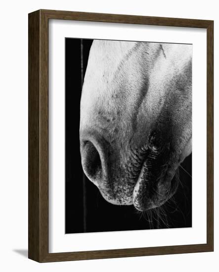 Nose of Lippizaner Stallion-Karen Tweedy-Holmes-Framed Photographic Print