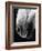 Nose of Lippizaner Stallion-Karen Tweedy-Holmes-Framed Photographic Print