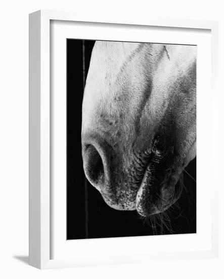 Nose of Lippizaner Stallion-Karen Tweedy-Holmes-Framed Photographic Print