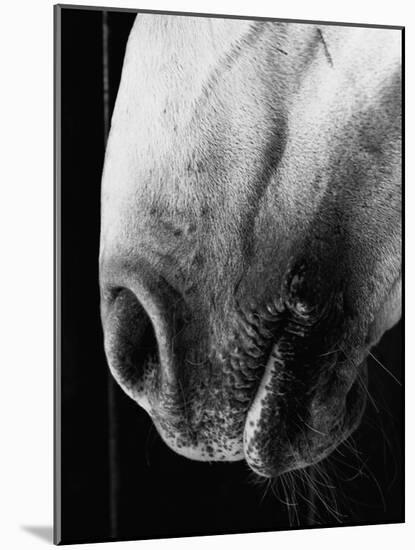 Nose of Lippizaner Stallion-Karen Tweedy-Holmes-Mounted Photographic Print