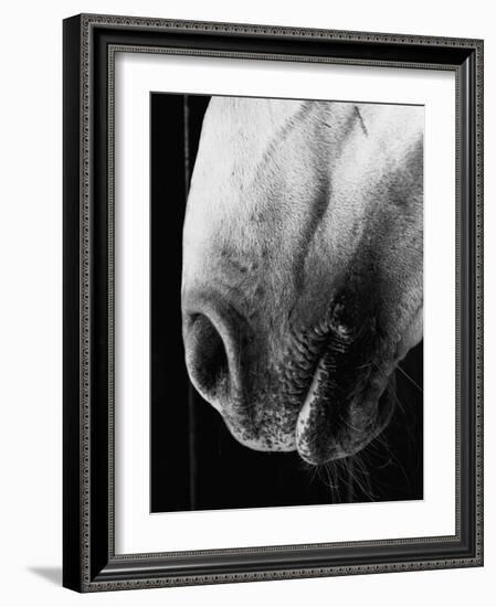 Nose of Lippizaner Stallion-Karen Tweedy-Holmes-Framed Photographic Print