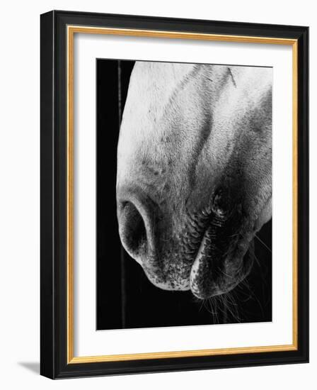 Nose of Lippizaner Stallion-Karen Tweedy-Holmes-Framed Photographic Print