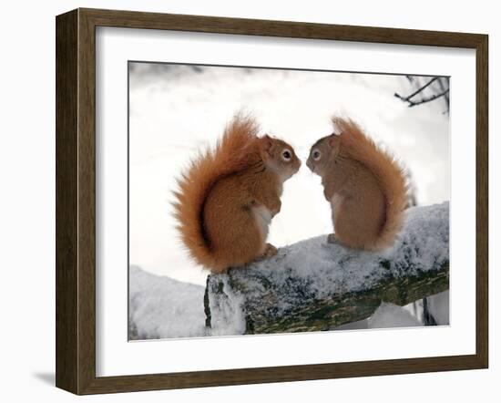 Nose To Nose-Andre Villeneuve-Framed Photographic Print