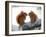 Nose To Nose-Andre Villeneuve-Framed Photographic Print