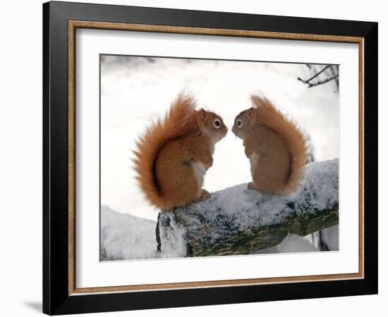 Nose To Nose-Andre Villeneuve-Framed Photographic Print