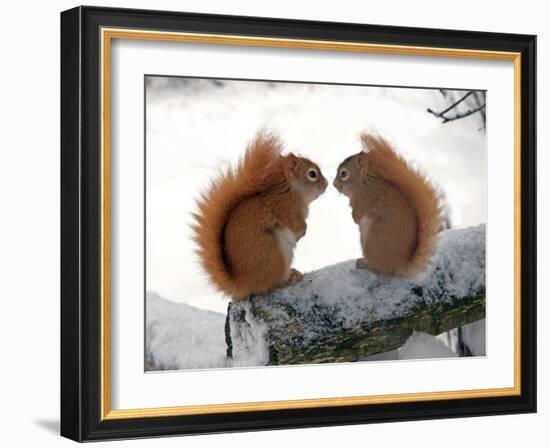 Nose To Nose-Andre Villeneuve-Framed Photographic Print