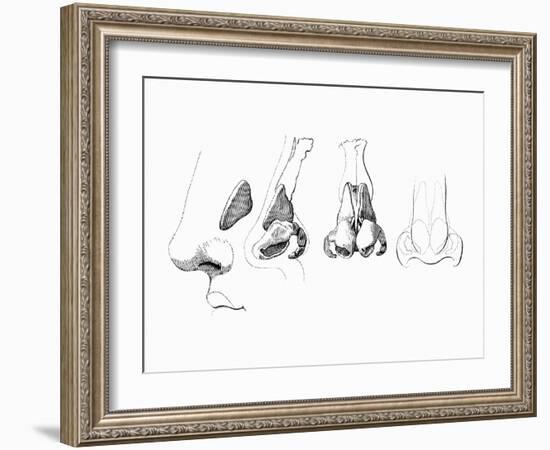 Noses-Mehau Kulyk-Framed Photographic Print