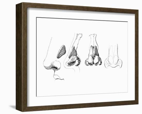 Noses-Mehau Kulyk-Framed Photographic Print