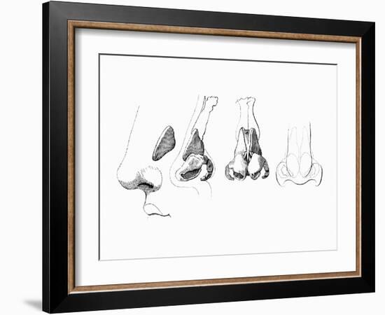 Noses-Mehau Kulyk-Framed Photographic Print