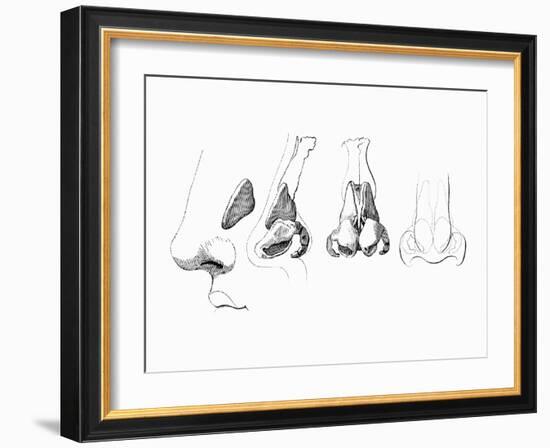 Noses-Mehau Kulyk-Framed Photographic Print