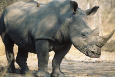 Black Rhinoceros (Ceratotherium Simum)-Nosnibor137-Photographic Print