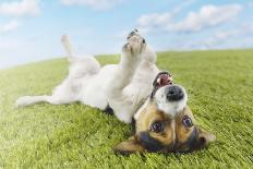 Jack Russell Terrier Lying on Back in Grass with Extending Paw-Nosnibor137-Photographic Print