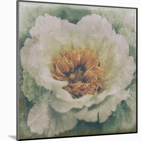 Nostalgic Peony Blossom-null-Mounted Art Print